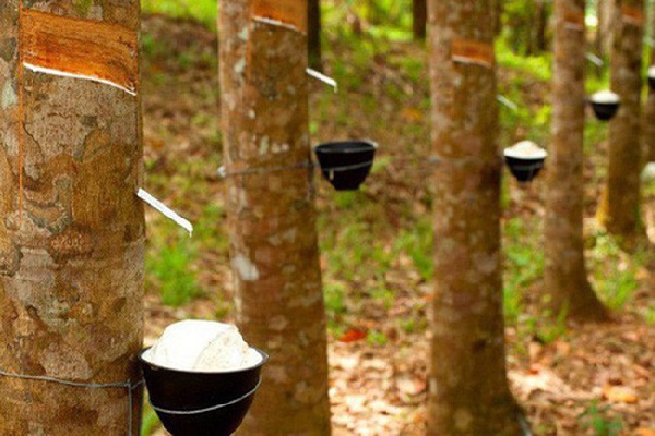 Xuất khẩu cao su sang Trung Quốc sẽ gặp khó khăn do Covid-19 